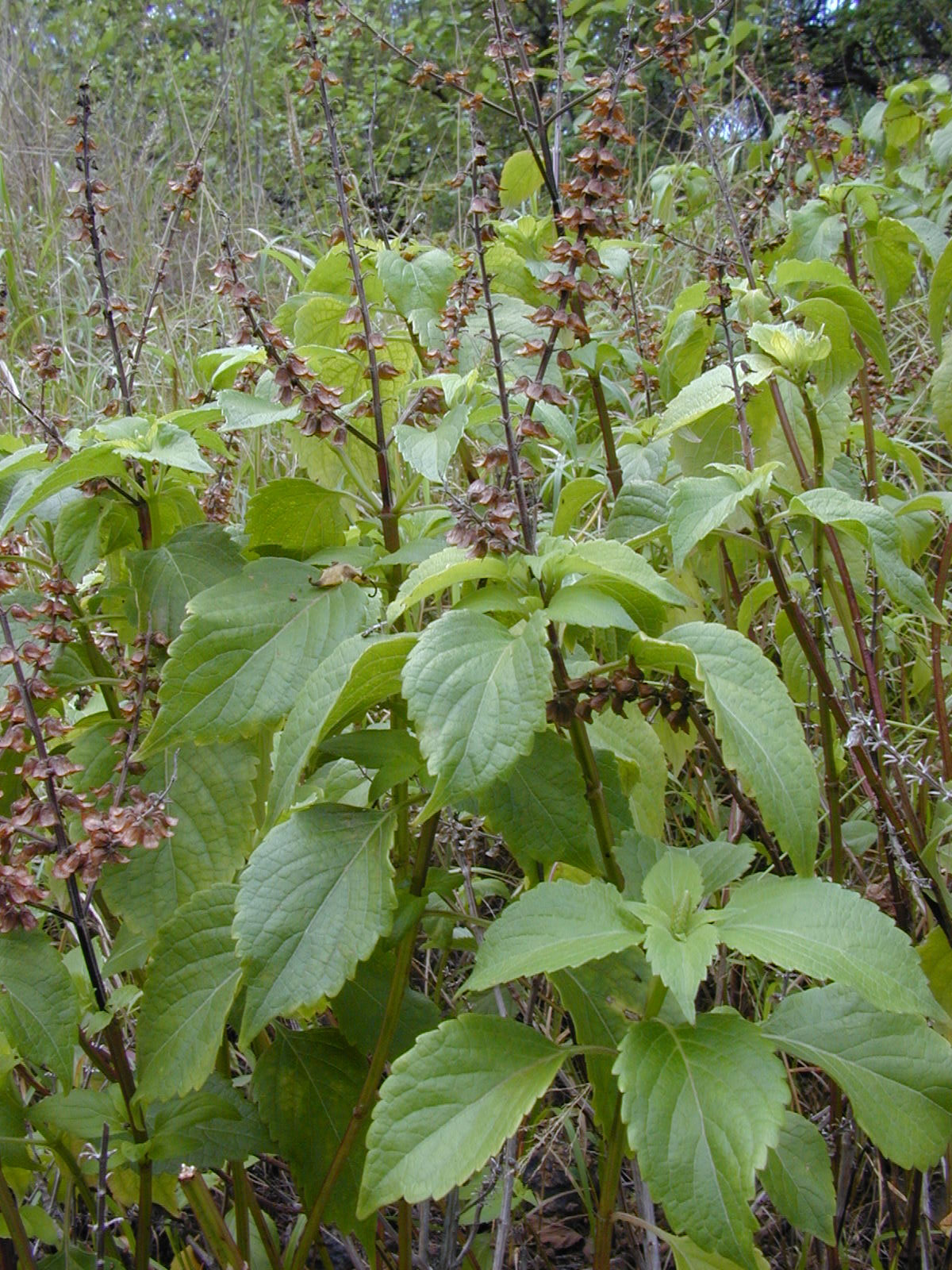 OCIMUM, OTHER TYPES