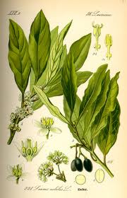 LAUREL (Laurus nobilis L.)