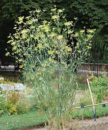 FENNEL (Foeniculum vulg., ssp. capillaceum; var.)
