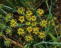 BITTER FENNEL OIL (F. var. vulgare (Miller))