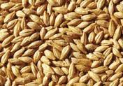 MALT