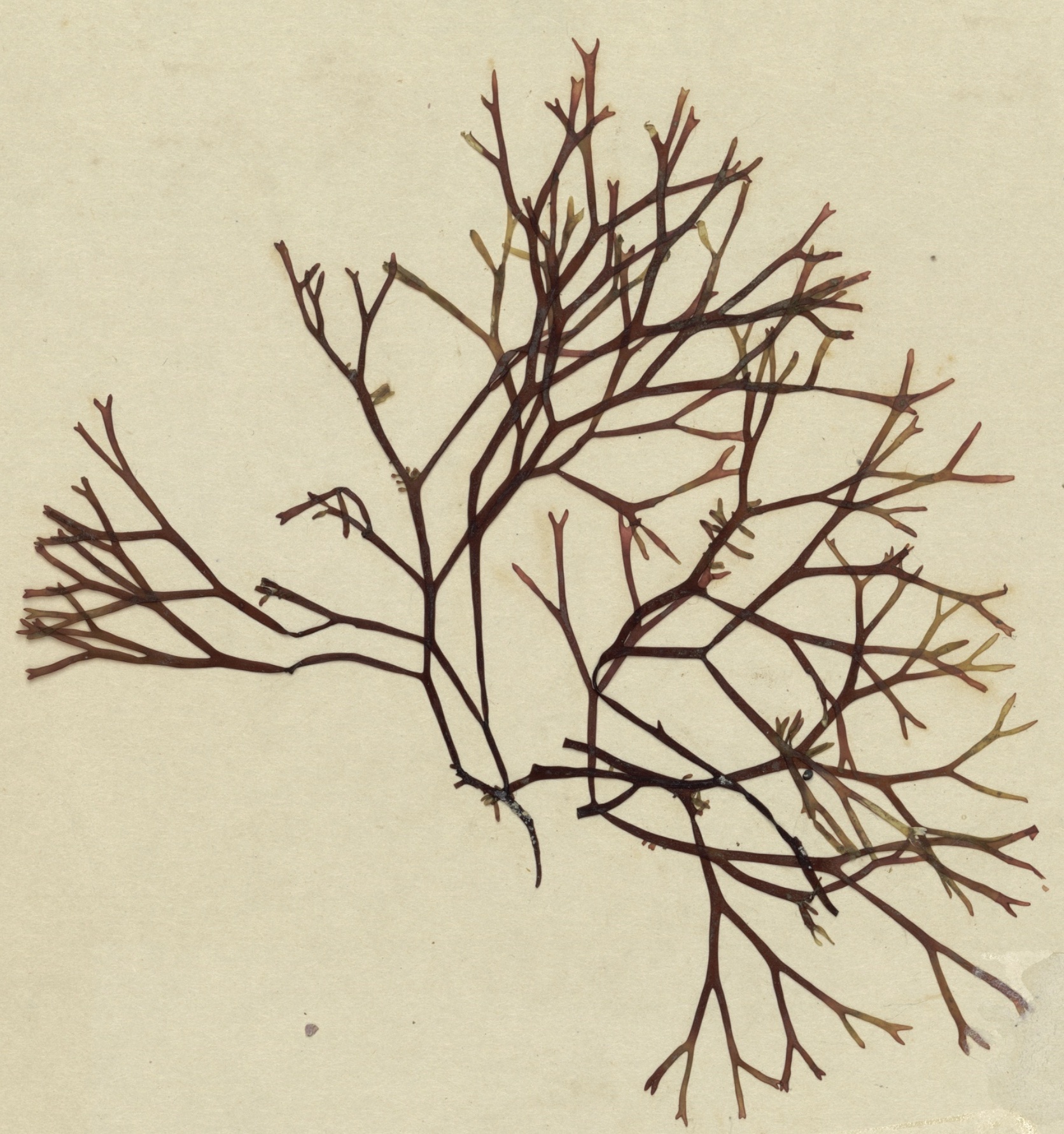 RED ALGAE (carpopeltis cornea)