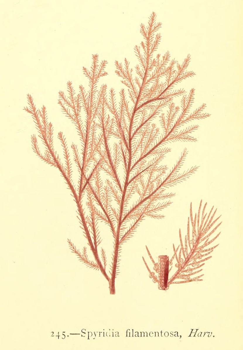 RED ALGAE (spyridia filamentosa)