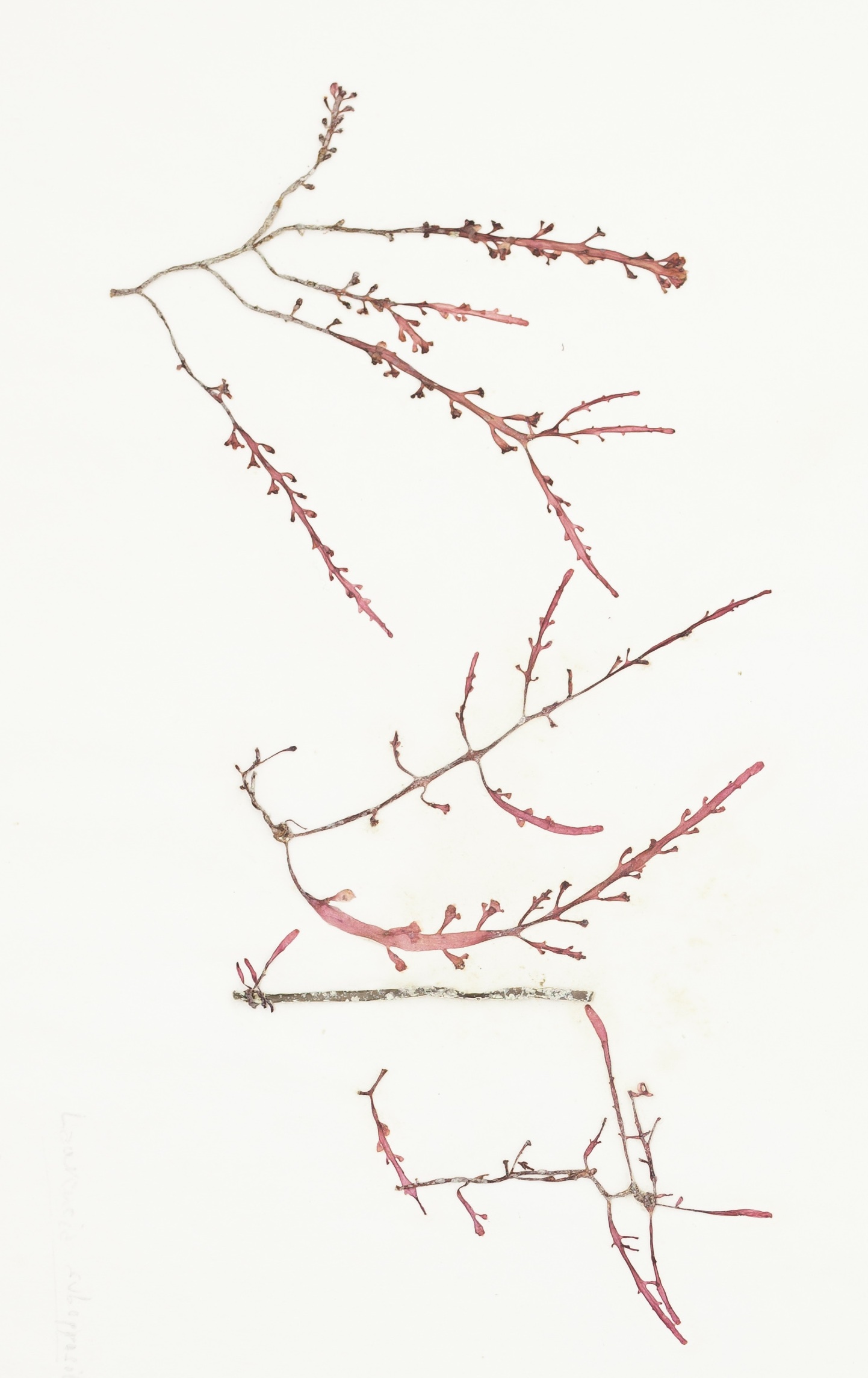 RED ALGAE (laurencia subopposita)