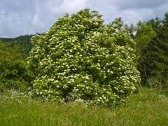 ELDERBERRY (Sambucus nigra L.)