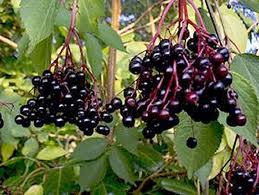 ELDERBERRY FRUIT