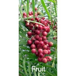 CALIFORNIA PEPPER (Schinus molle L.)