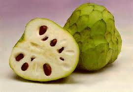 CHERIMOYA (Annona cherimolia Mill.)