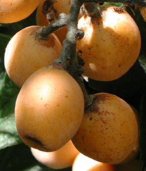 LOQUAT (Eriobotrya japonica Lindl.)