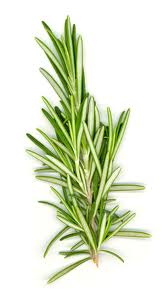 ROSEMARY (Rosmarinus officinalis L.)