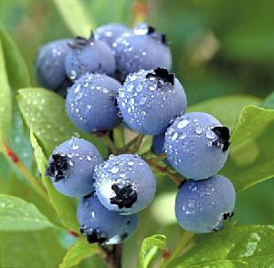 BILBERRY WINE