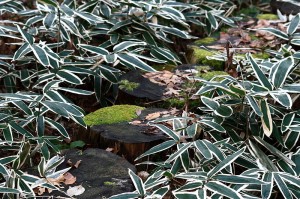 KUMAZASA (Sasa albo-marginata)