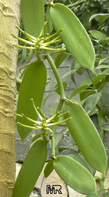 BOURBON VANILLA (Vanilla planifolia Andrews)