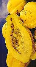 MOUNTAIN PAPAYA (C. candamarcensis, C. pubescens)