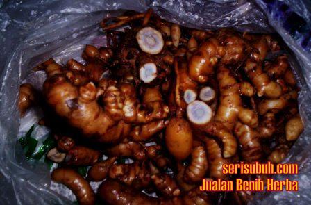 CURCUMA CAESIA ROXB.