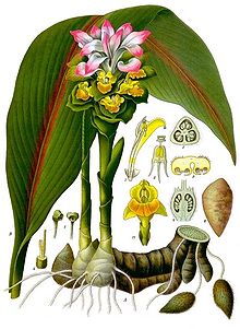 ZEDOARY (Curcuma zedoaria Rosc.)