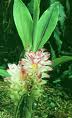 CURCUMA WENYUJIN