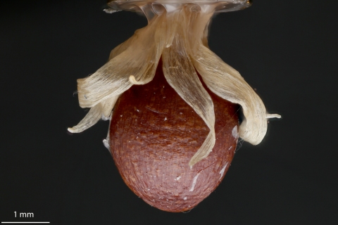 CURCUMA PIERREANA GAGNEP. (rhizome oil)