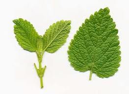 LEMON BALM (Melissa officinalis L.)