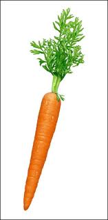CARROT (Daucus carota L.)