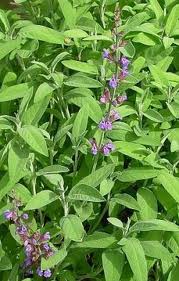 SAGE (Salvia officinalis L.)