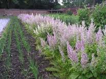 CLARY SAGE (Salvia sclarea L.)