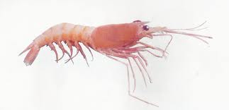 SHRIMPS (PRAWN)
