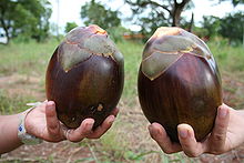 DALIEB, PALMYRA PALM FRUIT (Borassus aethiopum L.)