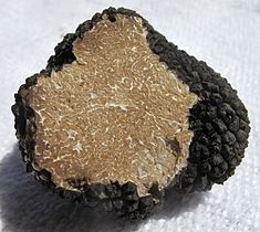 SUMMER TRUFFLE (Tuber aestivum)