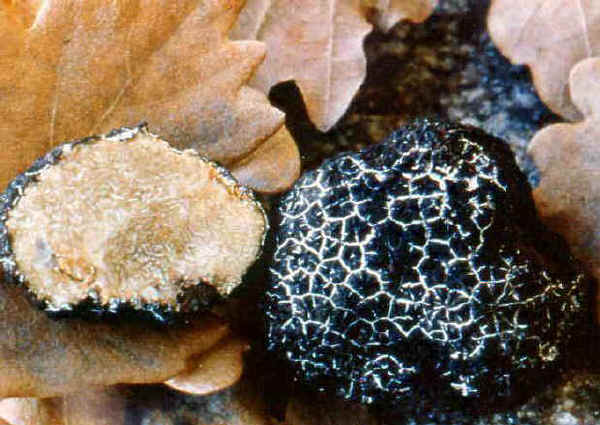 BAGNOLI or LORRAINE TRUFFLE (Tuber mesentericum)