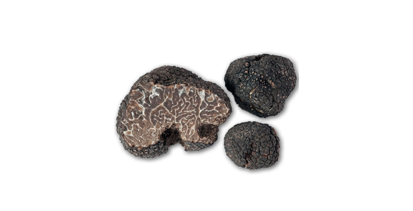 MUSCATEL TRUFFLE (Tuber brumale var. Moschatum)