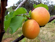 APRICOT (Prunus armeniaca L.)