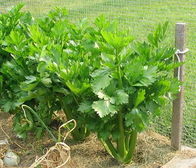 CELERY (Apium graveolens L.)
