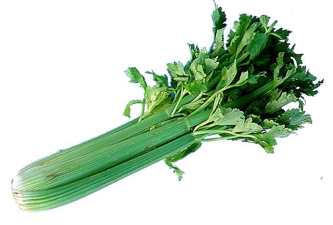 CELERY LEAVES and/or STALKS