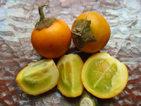 NARANJILLA FRUIT (Solanum quitoense Lam.)