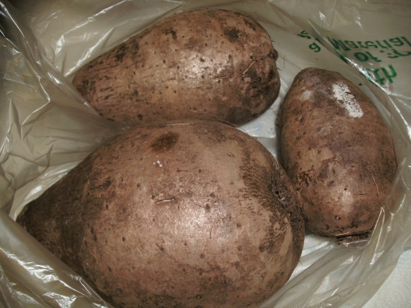 WATER YAM (Dioscorea alata)