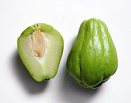 CHAYOTE (Sechium edule L.)