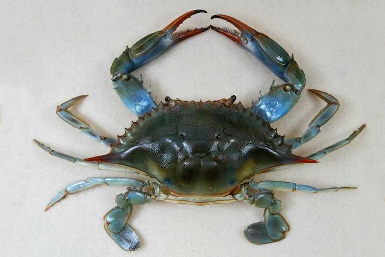 BLUE CRAB (fresh meat, C. sapidus)