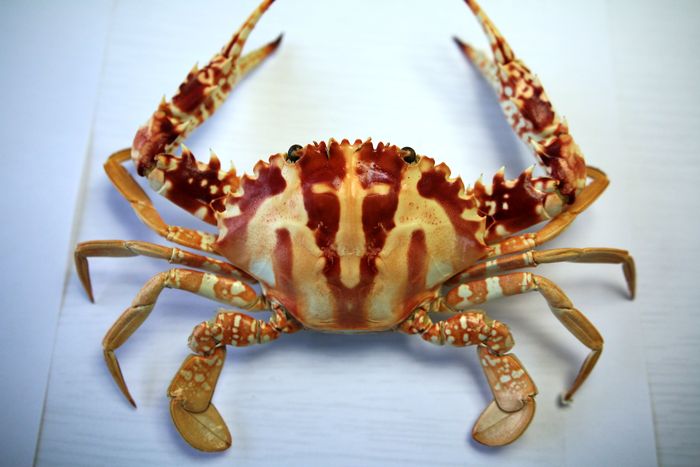 CRUCIFIX CRAB (body meat, C. feriatus)