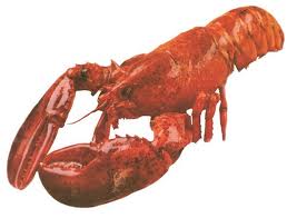 LOBSTER