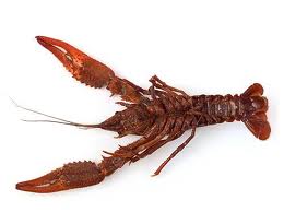 CRAYFISH