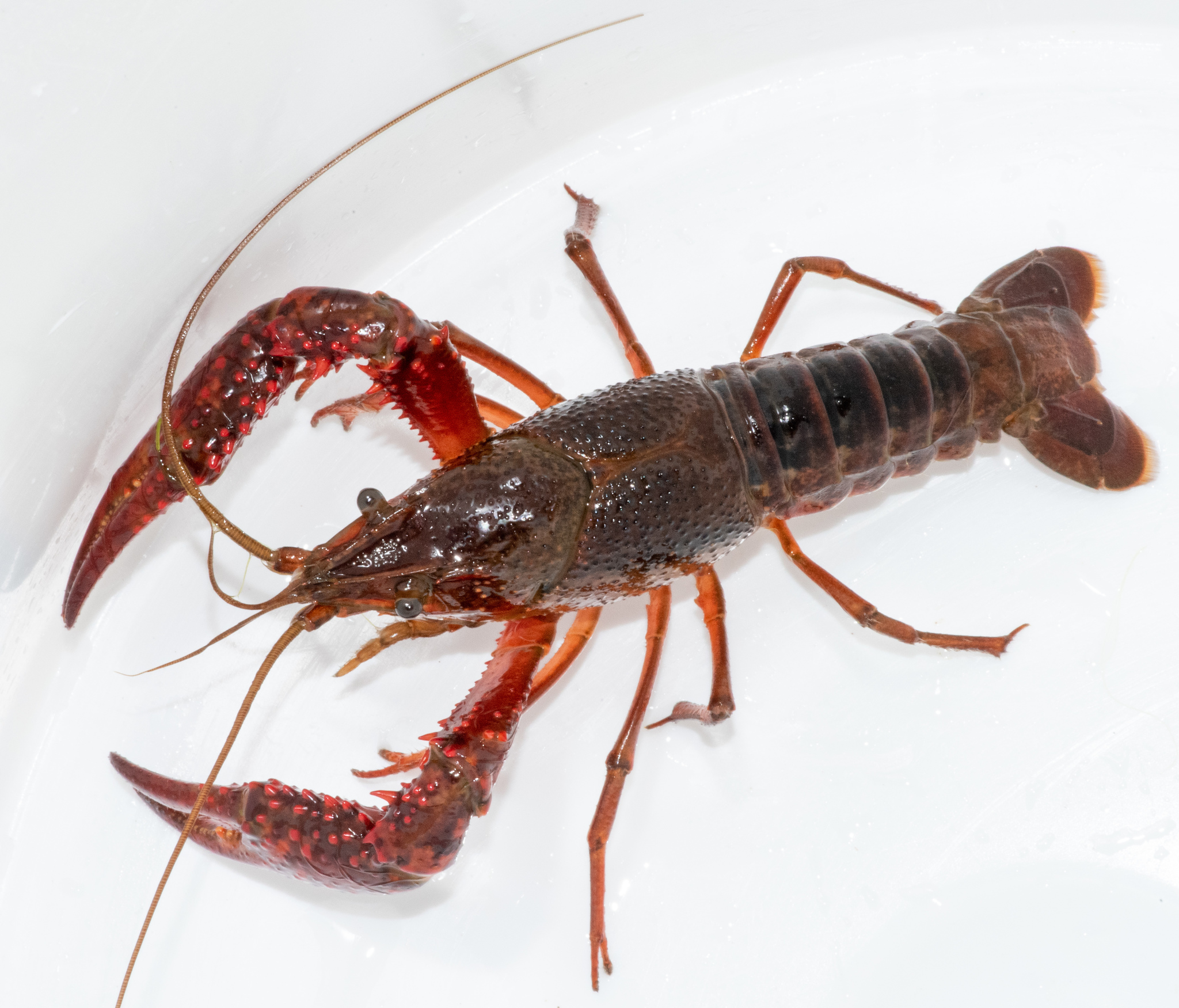 CRAYFISH BYPRODUCT (P. clarkii)