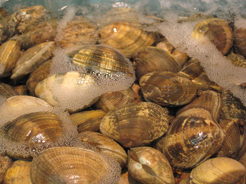CLAM
