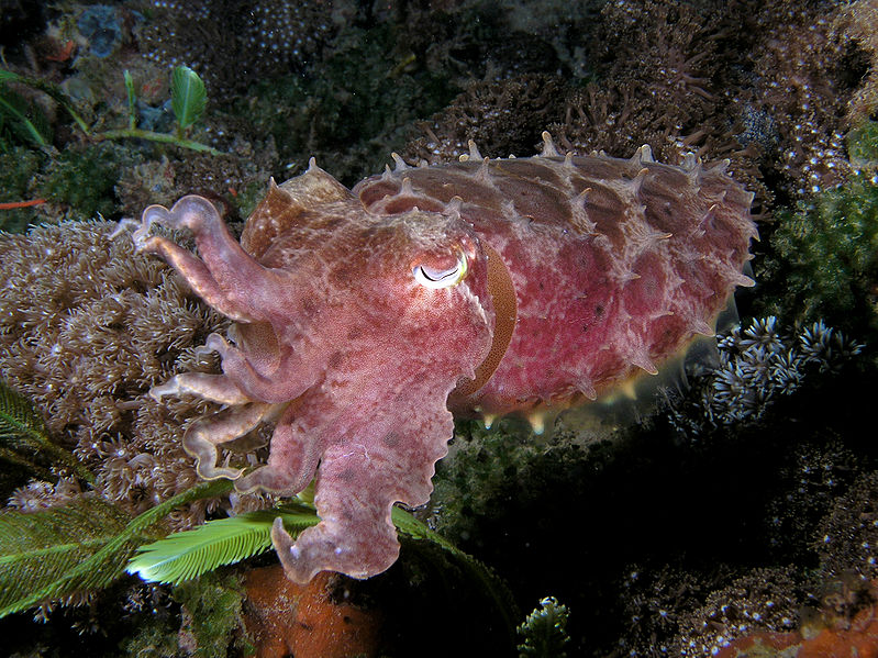 CUTTLEFISH