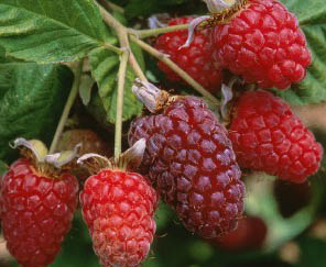 LOGANBERRY JUICE (Rubus ursinus var. loganobaccus)
