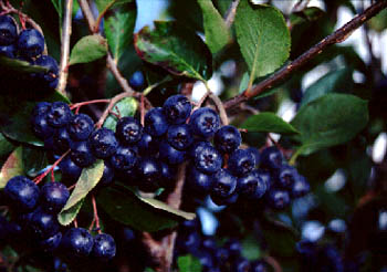 BLACK CHOKE BERRY JUICE(Aronia melanocarpa Ell.)