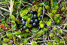 CROWBERRY (Empetrum nigrum coll.)