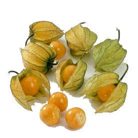 CAPE GOOSEBERRY (Physalis peruviana L.)