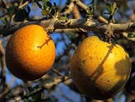 SPINELESS MONKEY ORANGE (Strychnos madagasc.)