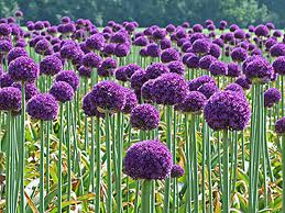 ALLIUM SPECIES